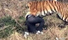 成都老虎爆料事件视频,揭秘背后惊人真相