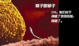 瓶子爆料全过程视频,揭秘事件真相与幕后黑幕