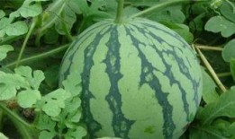 料料茶西瓜大爆料视频,揭秘幕后精彩瞬间