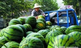 卖瓜的免费吃,尽享卖瓜乐趣