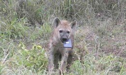 《鬣狗之路》在线观看,探寻非洲草原上的生存法则与传奇故事
