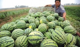 卖瓜的免费吃,尽享卖瓜乐趣