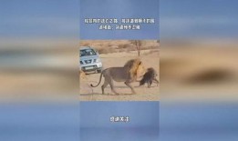 《鬣狗之路》在线观看,探寻非洲草原上的生存法则与传奇故事